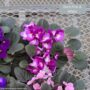 African Violet – 6″ Pot
